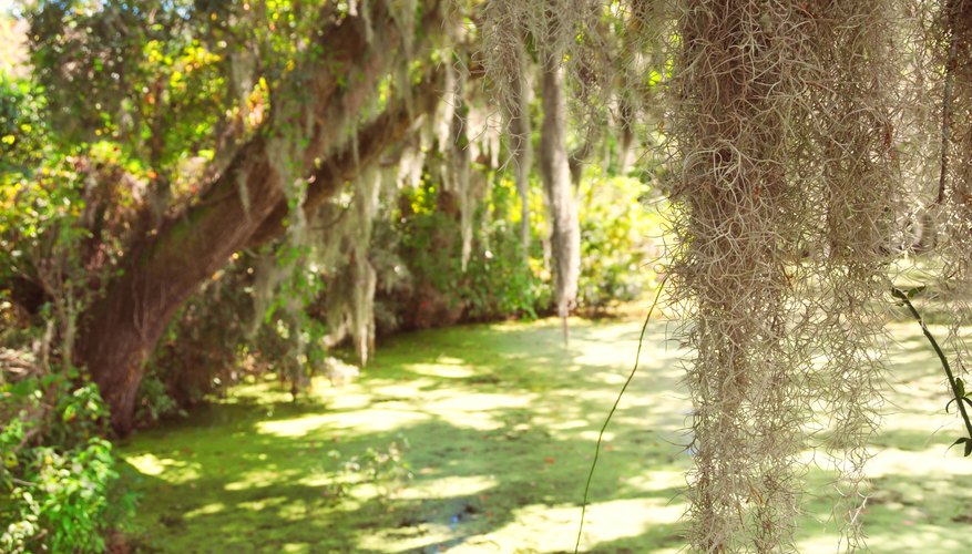 Spanish Moss Information - Is Spanish Moss Removal For You
