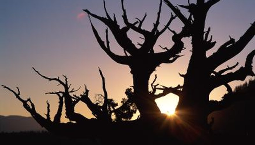 What Is The Strongest Type Of Tree EHow UK