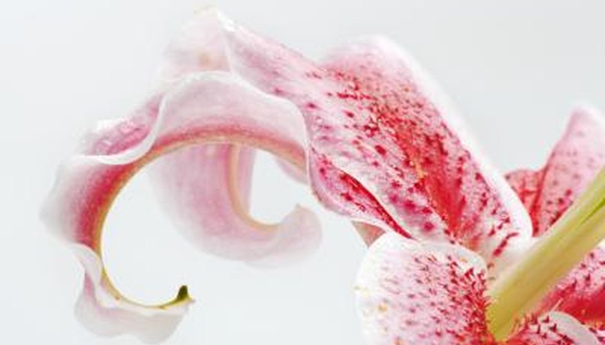 Stargazer lilies are often used to signify missing someone.