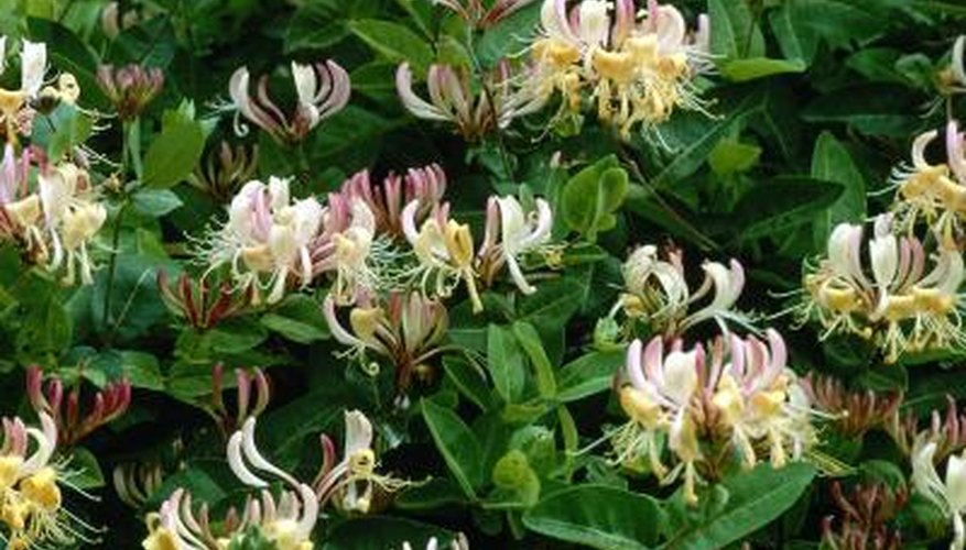 Honeysuckle vines are grown for their fragrant blooms.