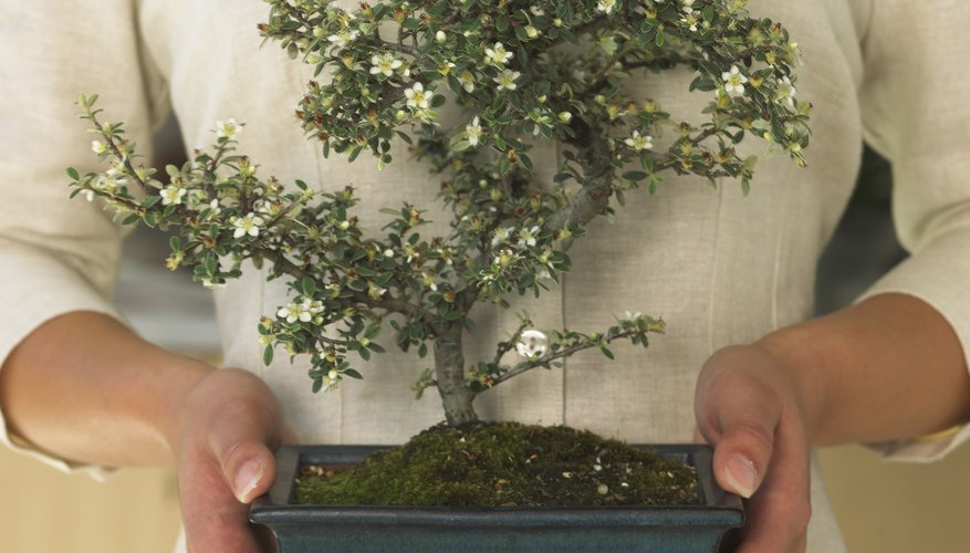 Offer a simple bonsai to represent wishes of peace and harmony.
