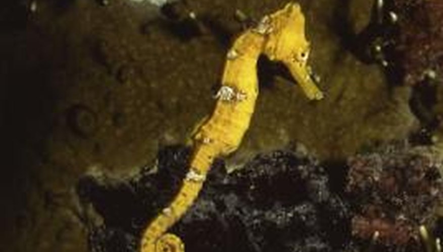 Seahorses require live food in order to be kept successfully in captivity.