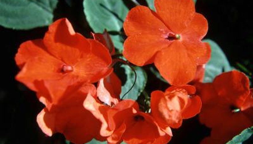 Impatiens come in red, yellow, white and purple.