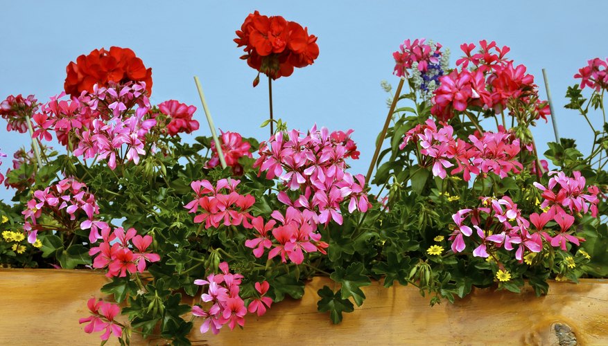 Make more geraniums by splitting up a clump.
