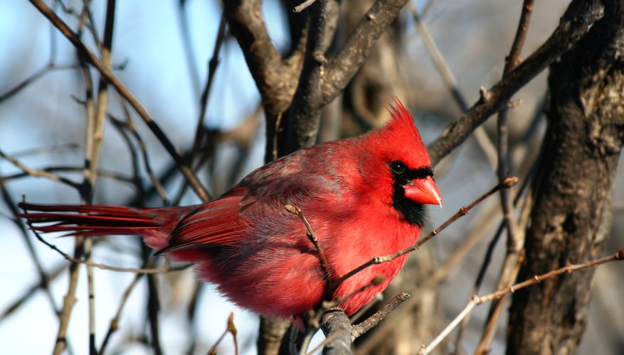 Are Cardinals Redder in Winter?  All About Birds All About Birds