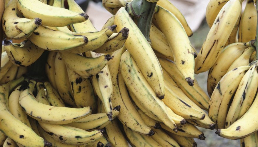 Plantains and bananas are readily available for easy snacks in Puerto Rico.