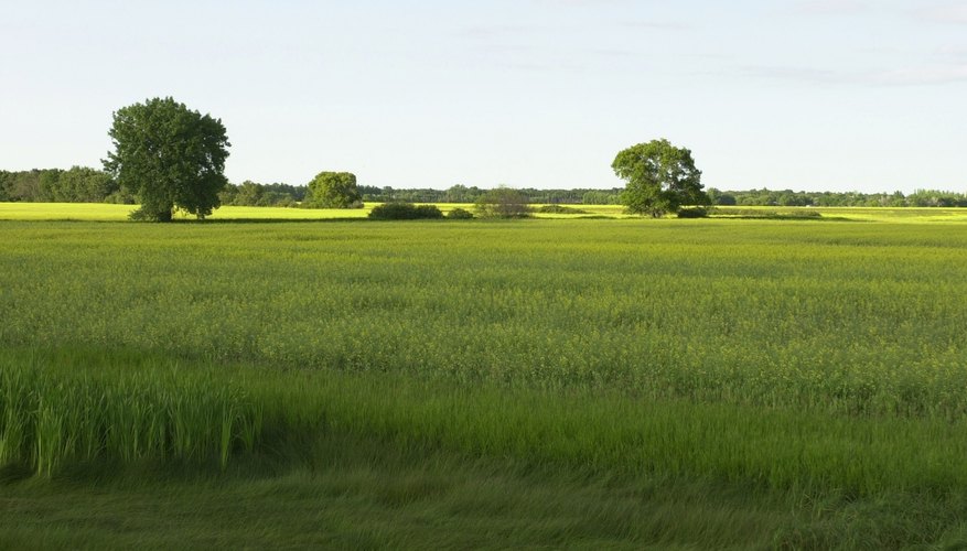 landforms plain