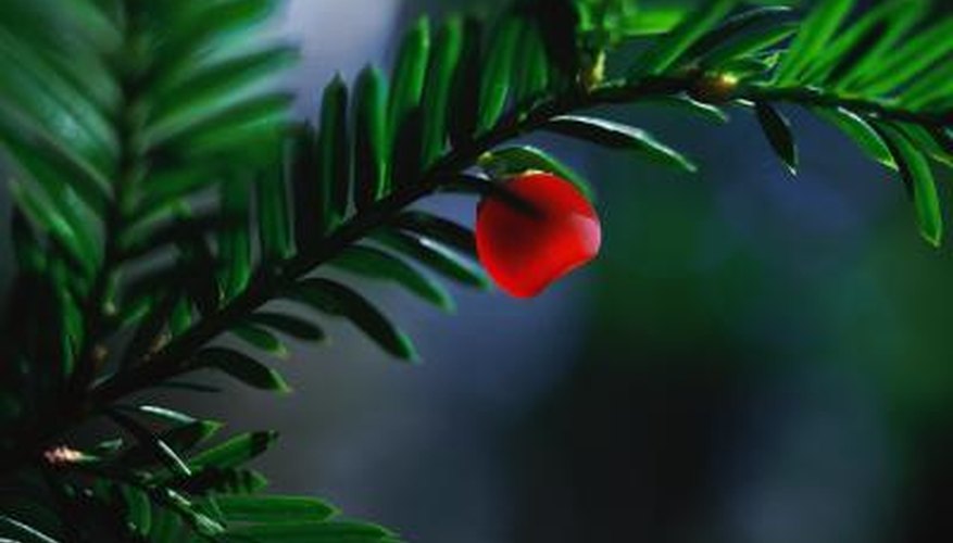 The yew is not susceptible to many diseases.