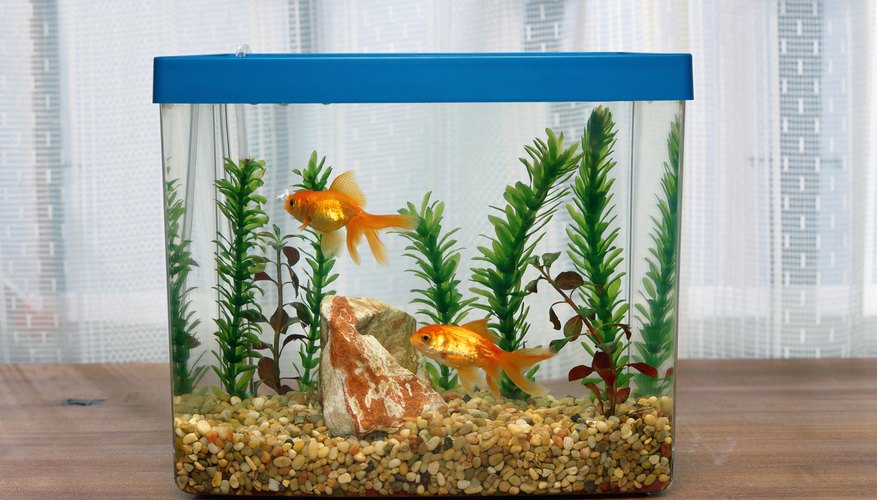 Gold fish can help teach first graders about living and non-living things.