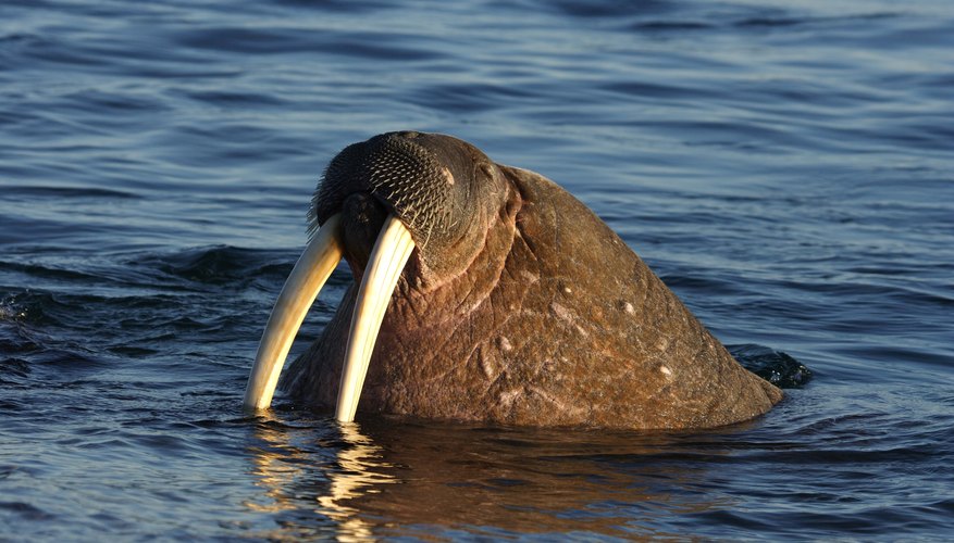 what-are-ivory-walrus-tusks-worth-synonym