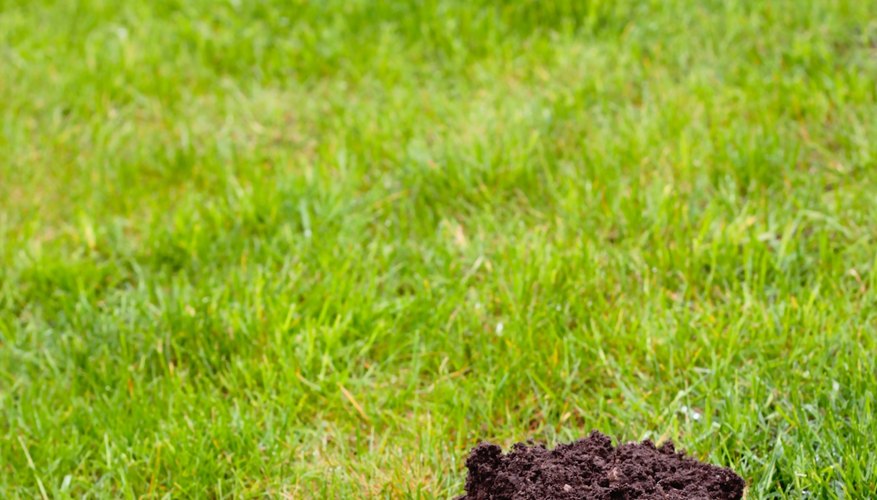 A pile of soil on your lawn is most likely a molehill.