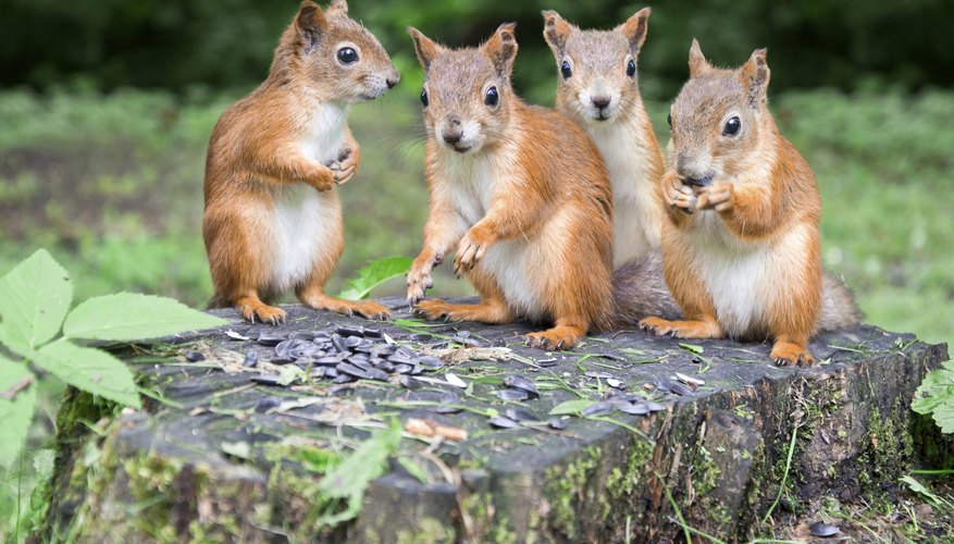 How Do Squirrels Mate? | Sciencing