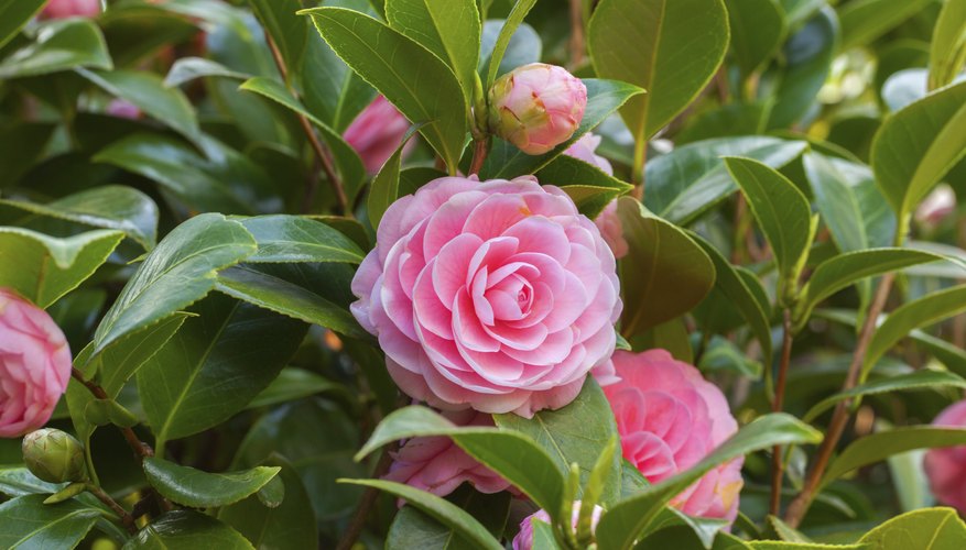 Gorgeous pink camelias blooming on a bush.