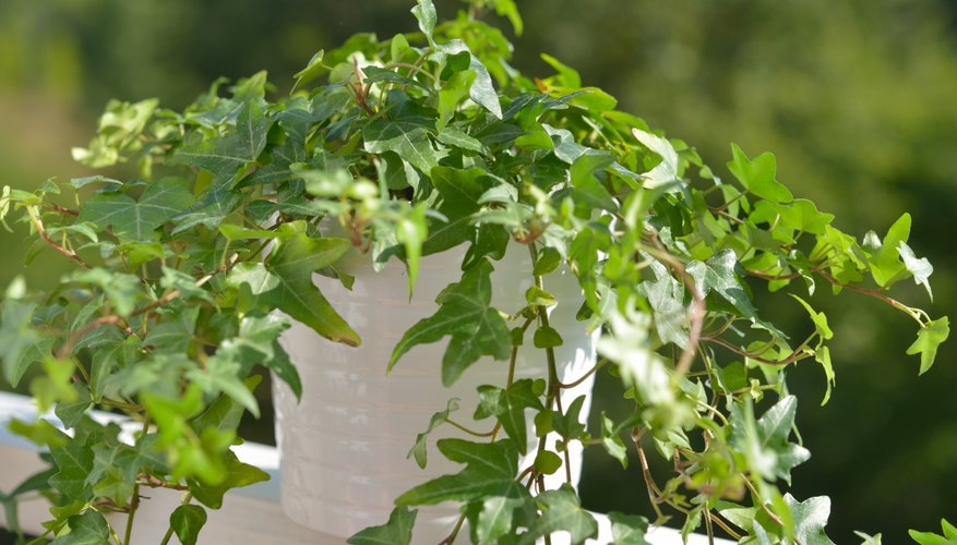 A pot of ivy resting on a porch railing outdoors.