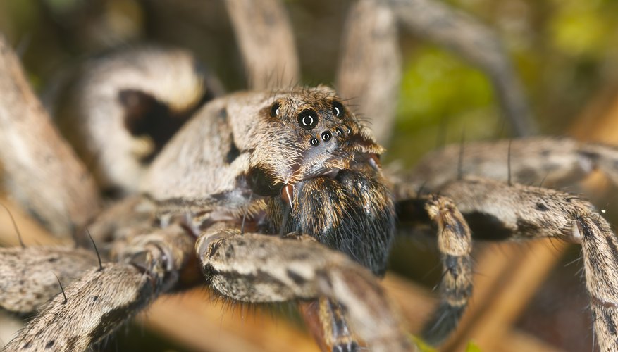 Wolf spiders have excellent eyesight.
