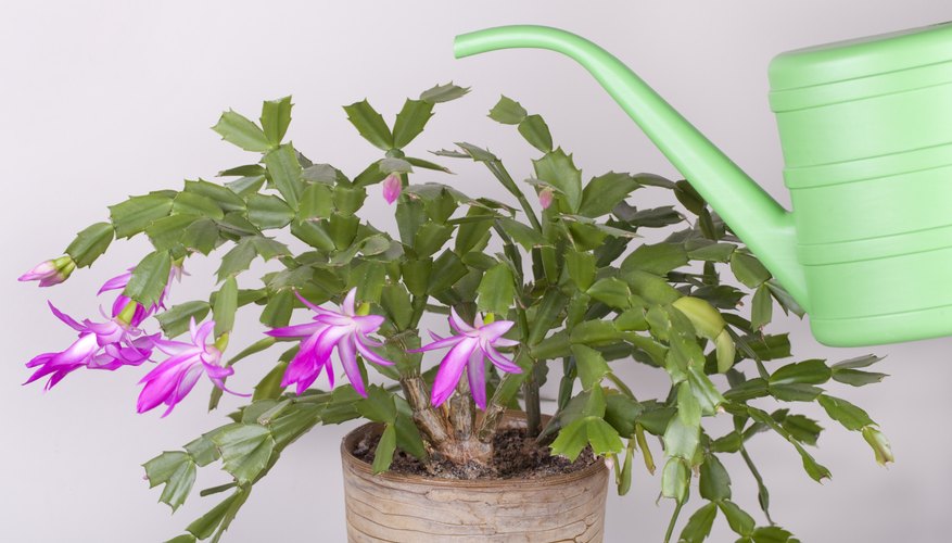Christmas cactus and watering can.