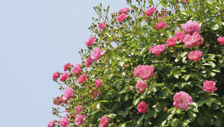 Some roses are more susceptible to caterpillars than others.