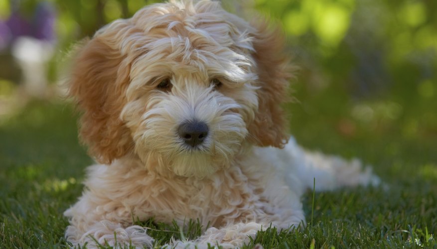 puppy lying on grass