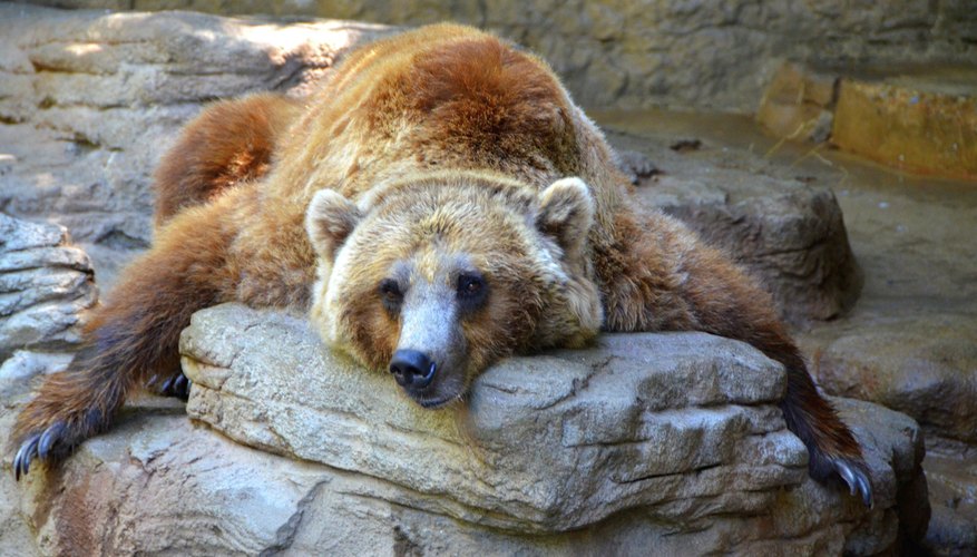 do grizzly bears hibernate in alaska