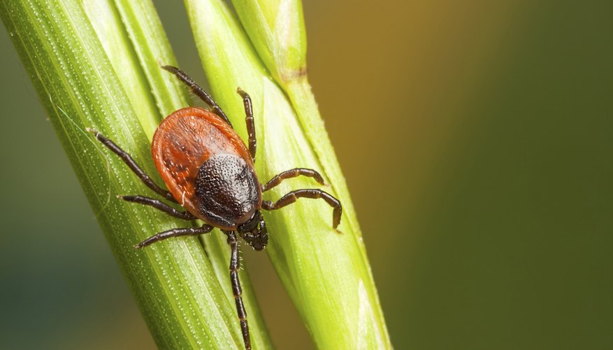 what-purpose-do-ticks-serve-in-the-ecosystem-sciencing