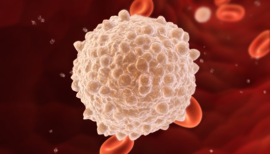 Life Span of White Blood Cells | Healthy Living