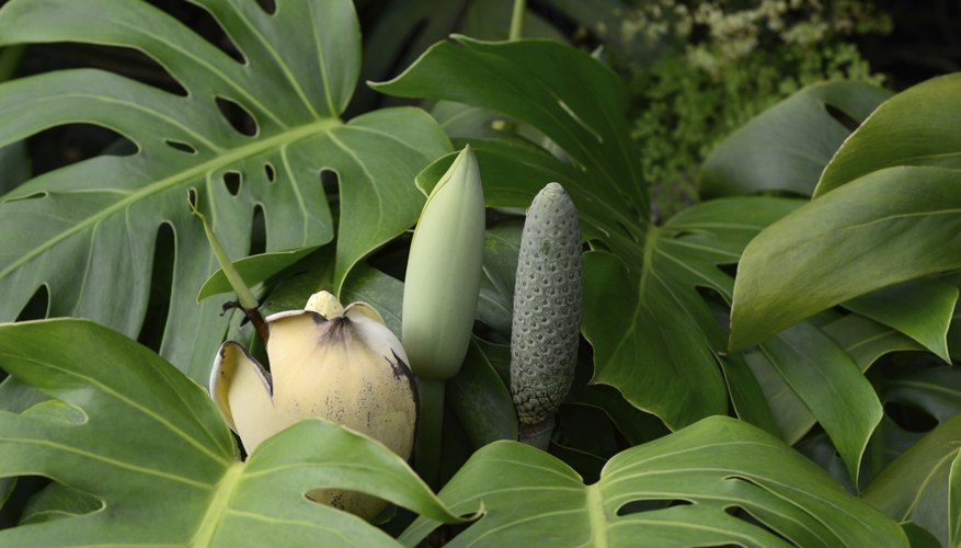 Philodendron plants.