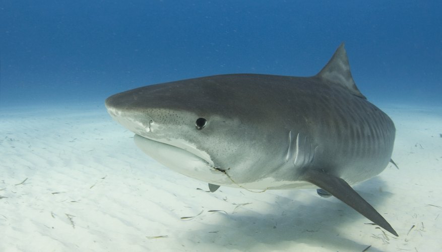 How Do Sharks Protect Themselves? | Sciencing