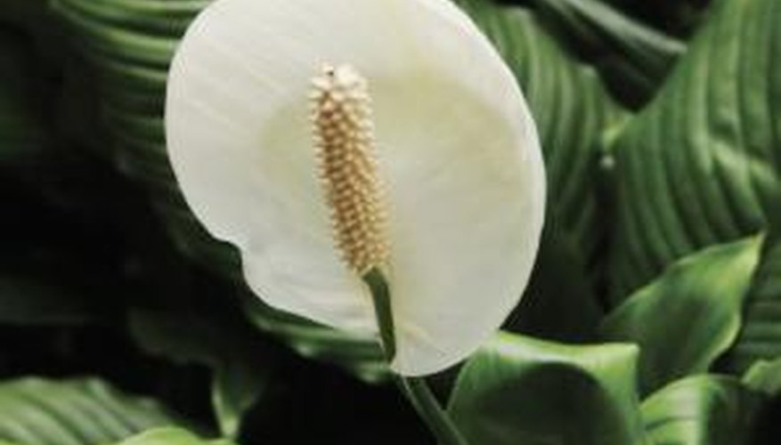 Collect peace lily seeds to propagate the plant.