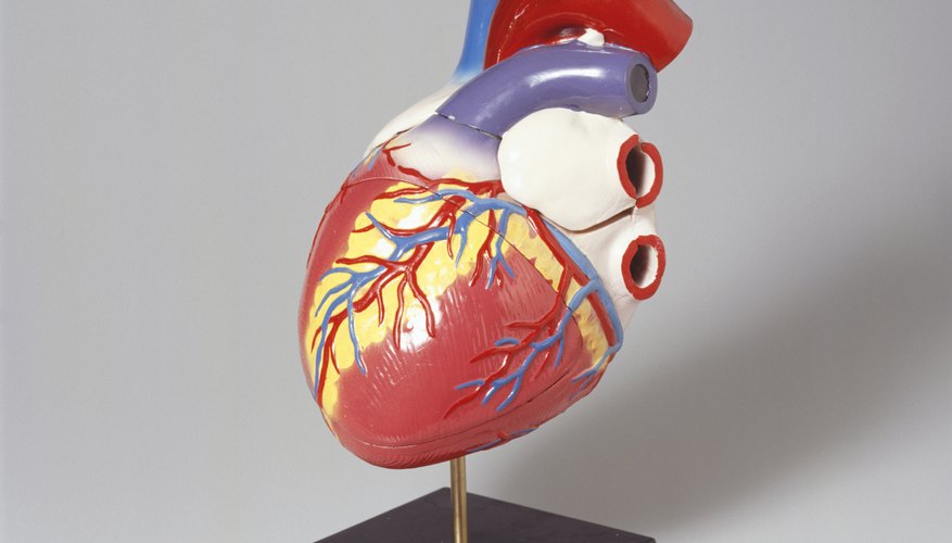 Learning the circulatory system takes practice.