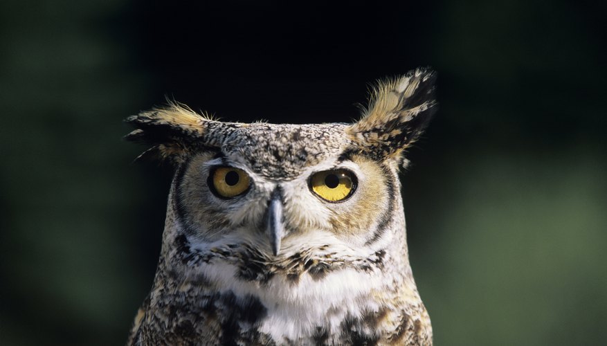 What Kind of Sound Does an Owl Make at Night? | Sciencing