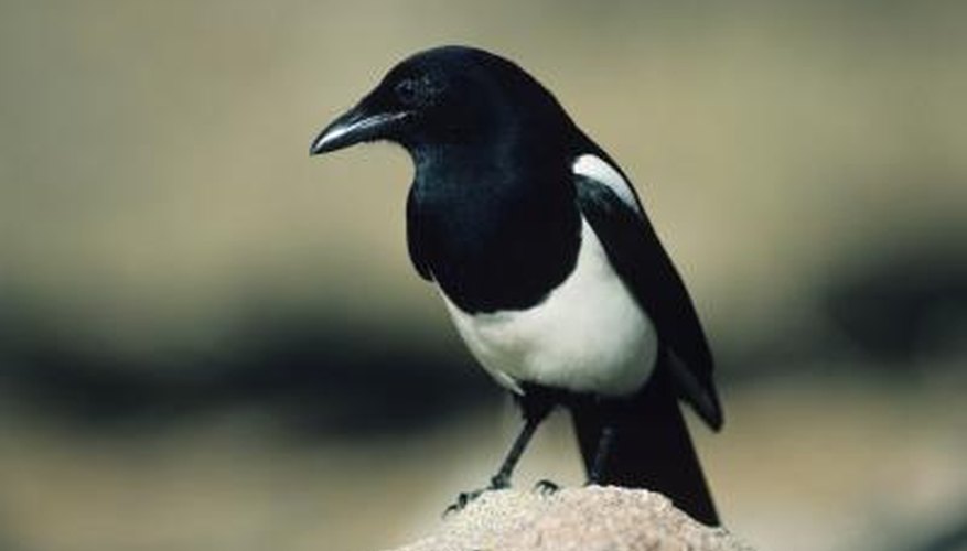 Black-billed magpies are easily identified by their black-and-white feathers and long tails.