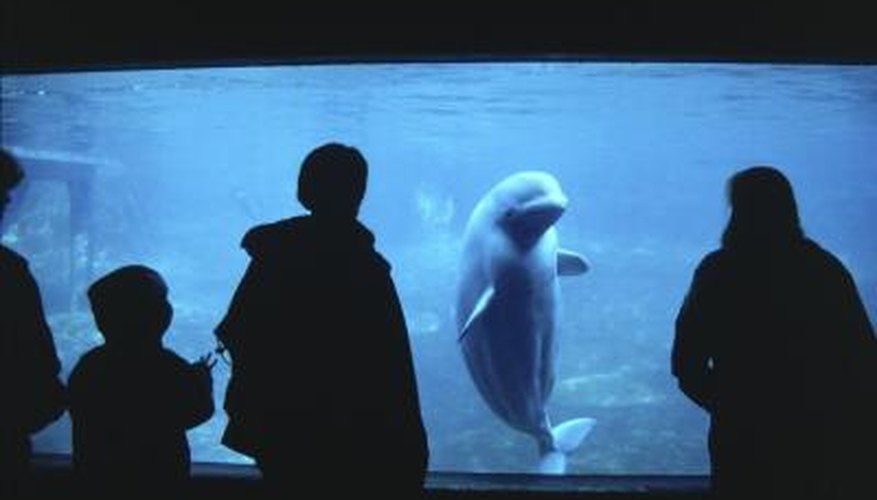 Most aquariums are made of acrylic plastic.