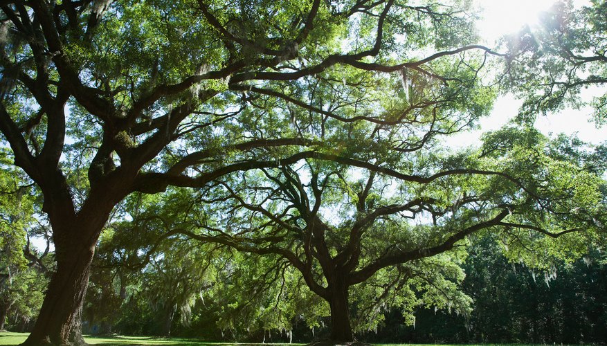 Какое дерево называют деревом жизни. Историческое дерево. Тенистые деревья. Под тенистым деревом. Большое Тенистое дерево.