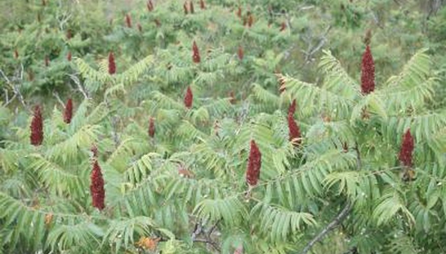 Sumacs require annual pruning.