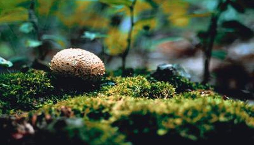 Puffball mushrooms resemble large eggs growing in shady areas.