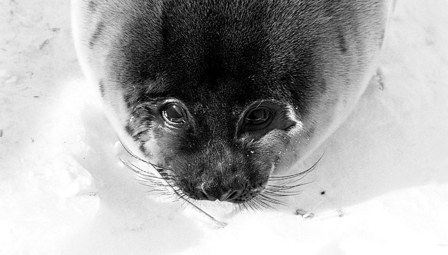 Seals are fun to learn about.