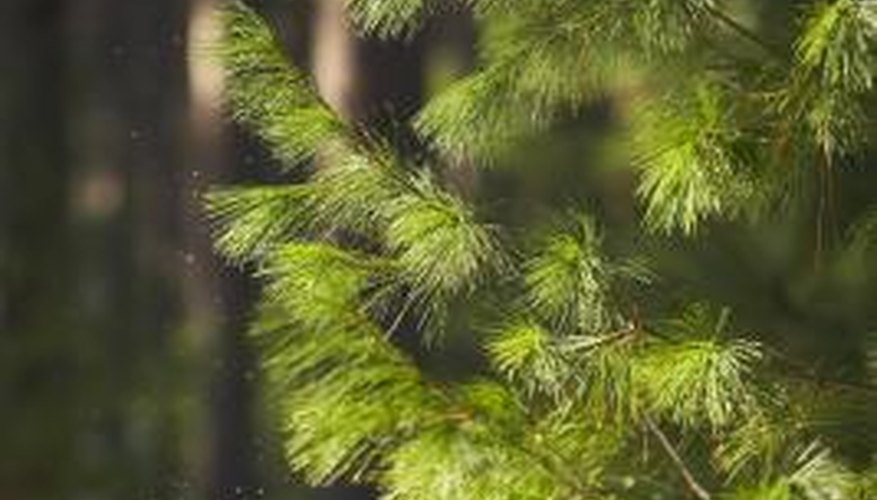 Pine trees are evergreens but they do replace their needles, dropping the old ones on your yard.