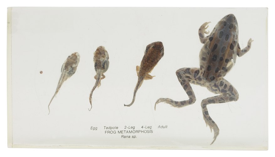 Stages of development occur in a biologically predetermined temporal sequence.