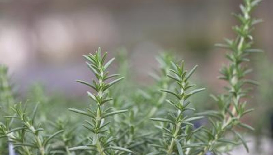 Botrytis blight and leaf spot both cause discolouration on the rosemary plant's leaves.