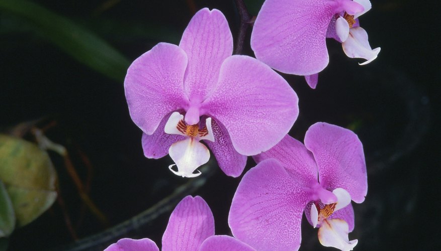 There are over 25,000 different orchid species.