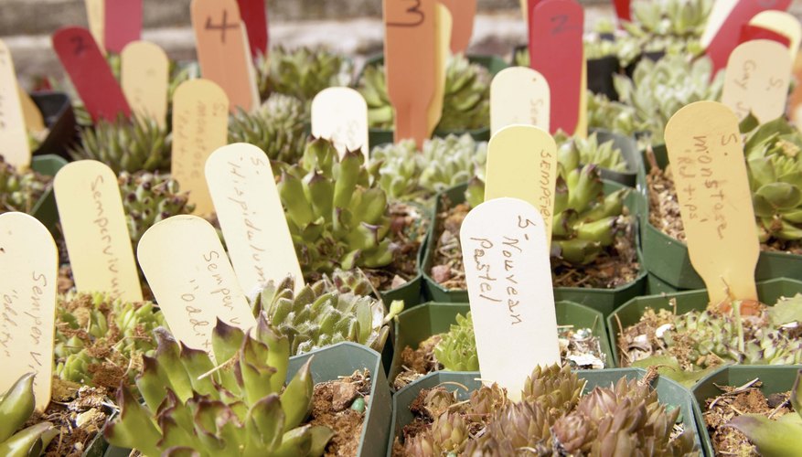 Muchas empresas plantan árboles para contribuir con la naturaleza.