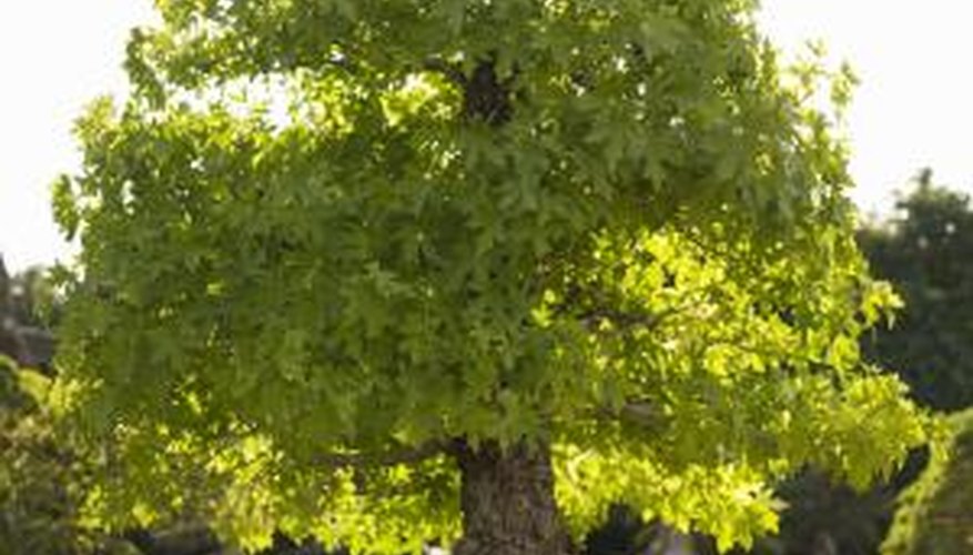 The English oak thrives in full sunlight and requires regular pruning for shape.