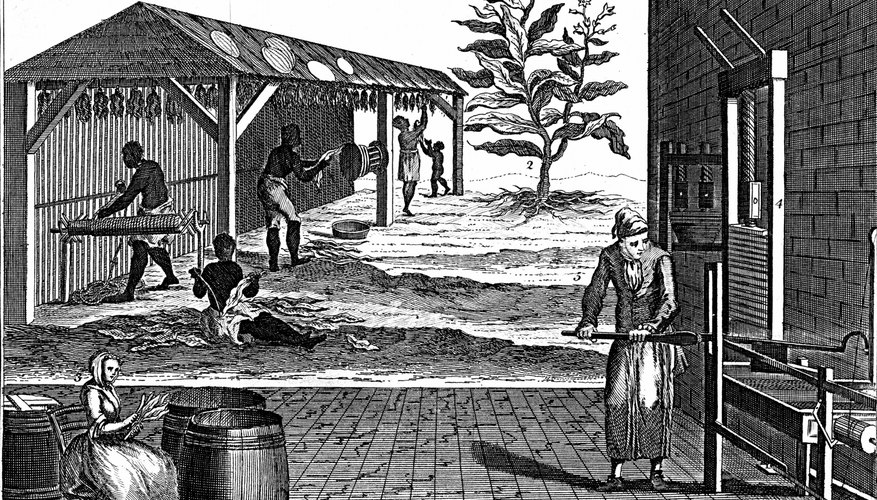 Tobacco was the primary crop in the Southern colonies before cotton.