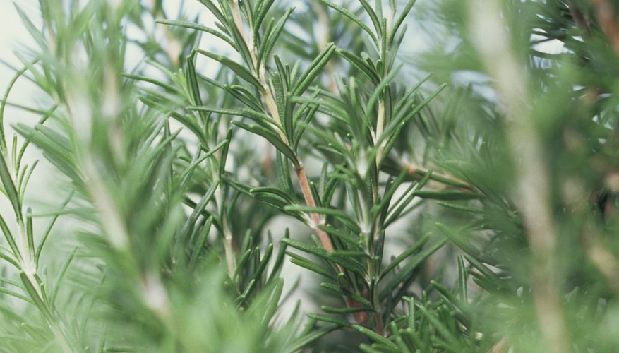 Rosemary repels evil spirits.