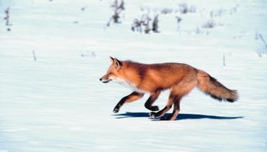 The traditional red fox is copper red with a black stripe down the back.