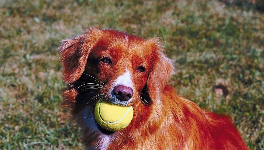 Dogs that get plenty of exercise are less likely to cry out of bordeom.