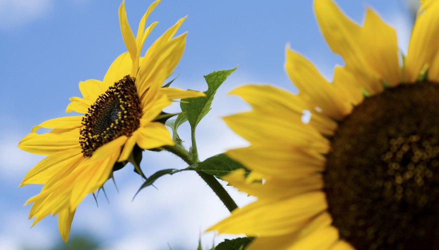 Sunflowers in front of a blue sky.