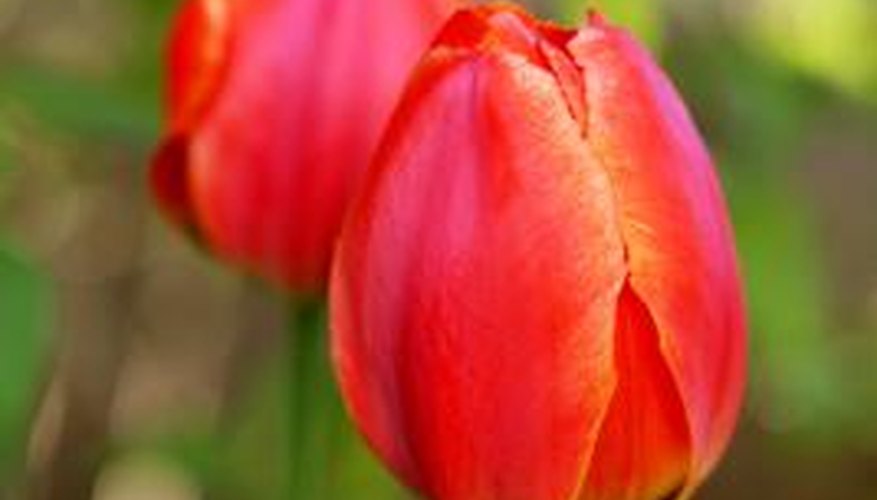 Tulips will stay upright with proper care.