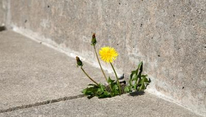 Muriatic acid is especially effective against weeds that grow through cracks in a sidewalk.