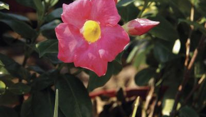 Mandevilla produces attractive flowers in summer.